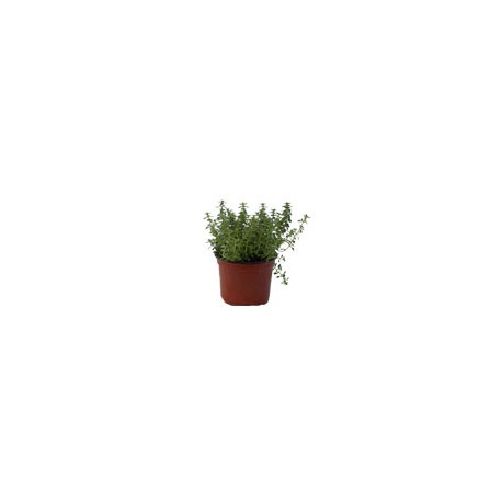 PLANTA TOMILLO 4 PG VERDE FLORAMUNDO