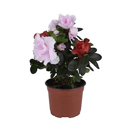 PLANTA AZALEA DE 6 PULGADAS CON MACETA DE PLÁSTICO