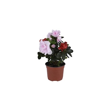 PLANTA AZALEA DE 6 PULGADAS CON MACETA DE PLÁSTICO