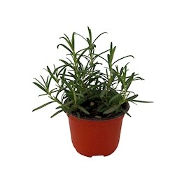 PLANTA ROMERO NATURAL VERDE 4 PULGADAS