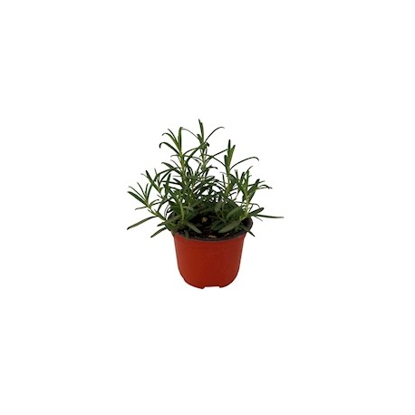 PLANTA ROMERO NATURAL VERDE 4 PULGADAS