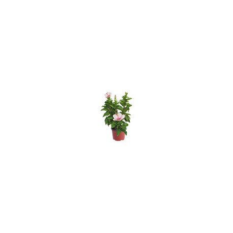 PLANTA TULIPAN MEXICANO 8"