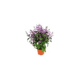 PLANTA MONALISA 6 PG MORADA FLORAMUNDO