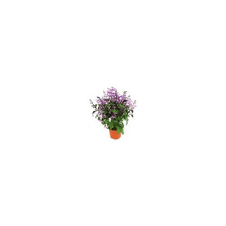 PLANTA MONALISA 6 PG MORADA FLORAMUNDO