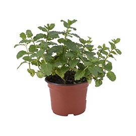 PLANTA DE MENTA NATURAL VERDE 4 PULGADAS
