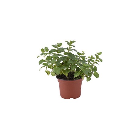 PLANTA DE MENTA NATURAL VERDE 4 PULGADAS