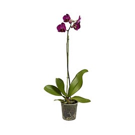 ORQUÍDEA NATURAL 64 CM CON MACETA DE PLÁSTICO