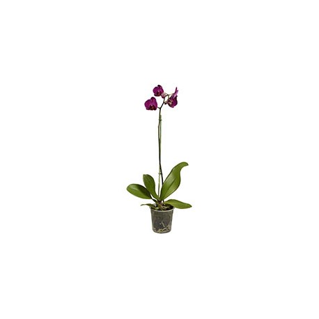 ORQUÍDEA NATURAL 64 CM CON MACETA DE PLÁSTICO