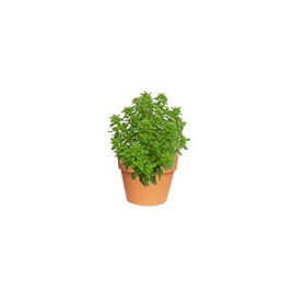 PLANTA ALBAHACA 4"
