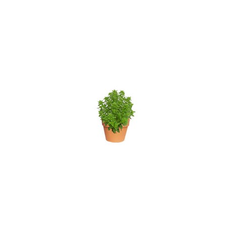 PLANTA ALBAHACA 4"