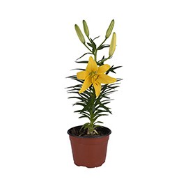 PLANTA NATURAL LILI HOLANDESA DE 6 PULGADAS CON MACETA DE PLÁSTICO