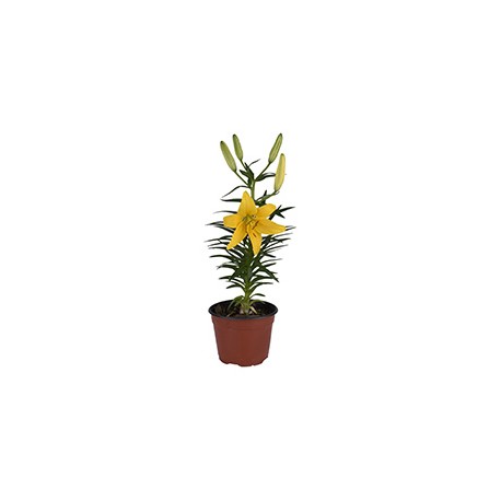 PLANTA NATURAL LILI HOLANDESA DE 6 PULGADAS CON MACETA DE PLÁSTICO