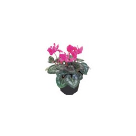 PLANTA CYCLAMEN 6"