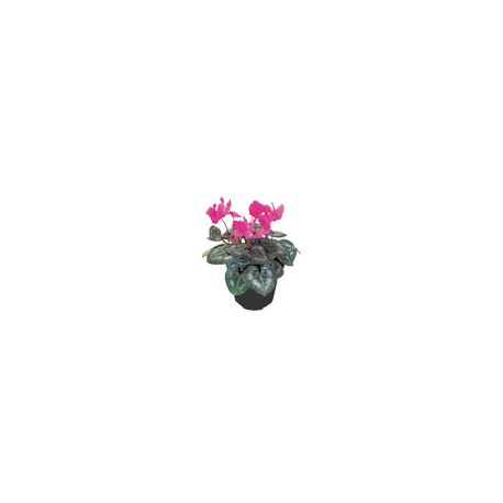 PLANTA CYCLAMEN 6"