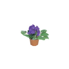 PLANTA VIOLETA 4"""
