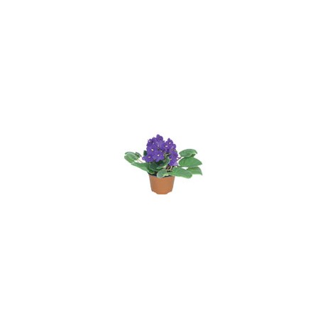 PLANTA VIOLETA 4"""