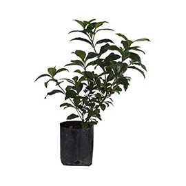 GARDENIA NATURAL DE 60 CM