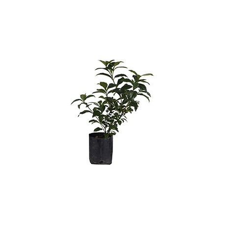 GARDENIA NATURAL DE 60 CM