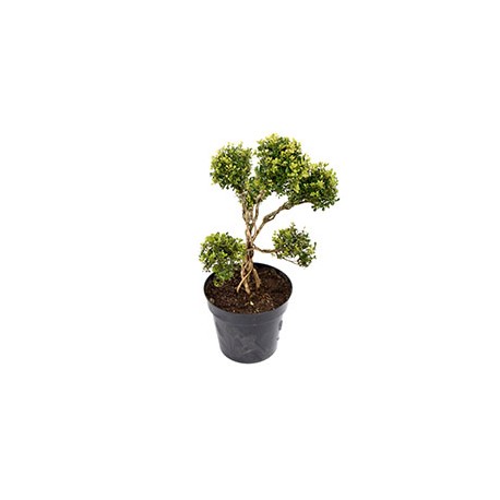 PLANTA NATURAL BONSAI 85 CM CON MACETA DE PLÁSTICO
