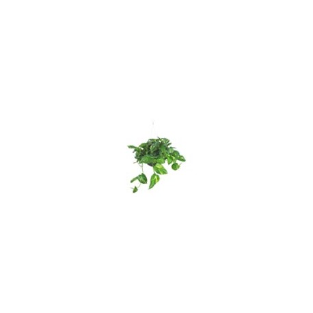 PLANTA TELÉFONO COLGANTE