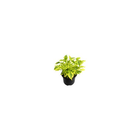 PLANTA DURANTA GOLD 6 PG VERDE LIMÓN FLORAMUNDO