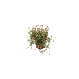 PLANTA AMOR DE UN RATO 6"