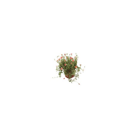 PLANTA AMOR DE UN RATO 6"