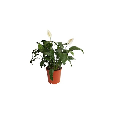 PLANTA NATURAL CUNA DE MOISÉS 55 X 35 CM CON MACETA DE PLÁSTICO