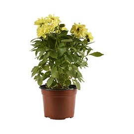 PLANTA DALHIA NATURAL DE 6 PULGADAS CON MACETA DE PLÁSTICO