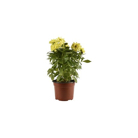PLANTA DALHIA NATURAL DE 6 PULGADAS CON MACETA DE PLÁSTICO