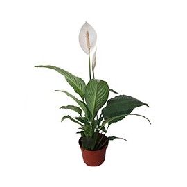PLANTA NATURAL CUNA DE MOISÉS 72 X 57 CM CON MACETA DE PLÁSTICO
