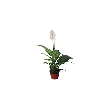PLANTA NATURAL CUNA DE MOISÉS 72 X 57 CM CON MACETA DE PLÁSTICO